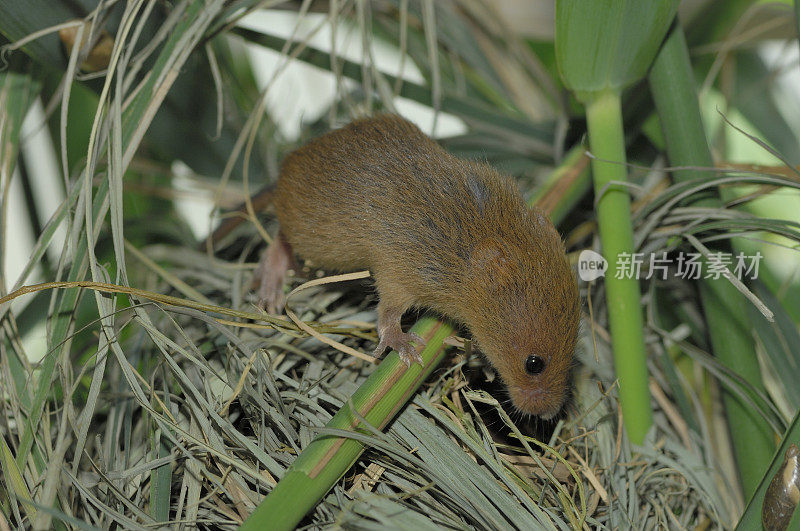 巢中收获鼠(Micromys minutus)